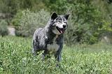 AKITA INU 342